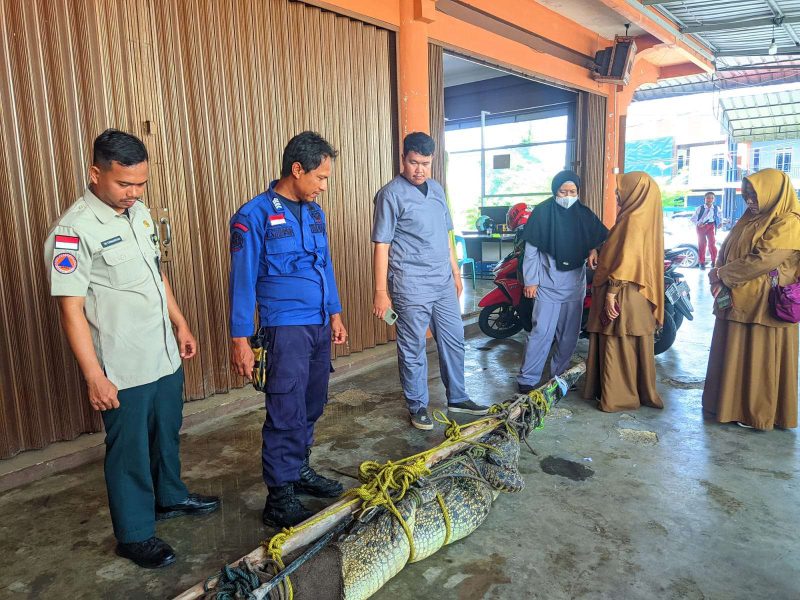 Buaya Muara sepanjang kurang lebih 3 meter yang berhasil ditangkap Tim BPBD dan Damkar Karimun bersama Masyarakat. (FOTO: Robi/KepriHeadline.id)