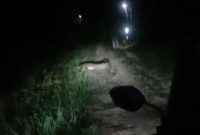 Tangkapan layar penampakan seekor buaya di Guntung Punak, Kelurahan Darussalam. 