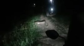 Tangkapan layar penampakan seekor buaya di Guntung Punak, Kelurahan Darussalam. 