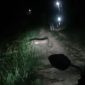 Tangkapan layar penampakan seekor buaya di Guntung Punak, Kelurahan Darussalam. 