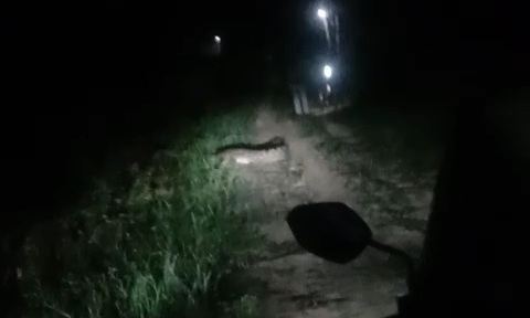 Tangkapan layar penampakan seekor buaya di Guntung Punak, Kelurahan Darussalam. 