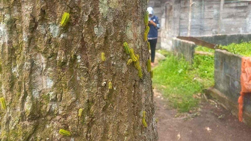 Ulat Api menggerogoti pohon mangga milik warga di Pelambung, Desa Pongkar, Kecamatan Tebing. (FOTO: ricky/kepriheadline.id)