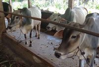 Sapi di salah satu peternakan di wilayah Kabupaten Karimun. (Foto: Arsip KepriHeadline.id)