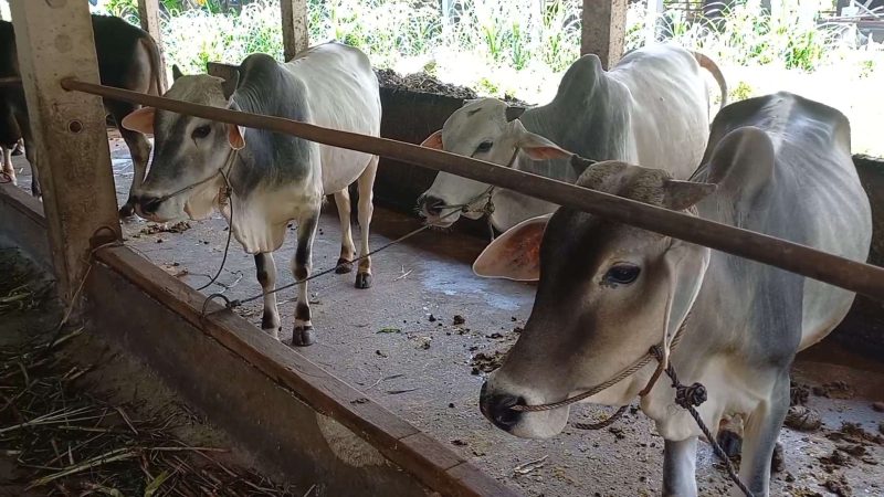 Sapi di salah satu peternakan di wilayah Kabupaten Karimun. (Foto: Arsip KepriHeadline.id)