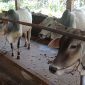 Sapi di salah satu peternakan di wilayah Kabupaten Karimun. (Foto: Arsip KepriHeadline.id)
