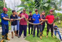 Ular Piton sepanjang 4 Meter berhasil dievakuasi Tim Rescue Damkar Karimun. (Foto: Damkar Karimun untuk KepriHeadline.id )