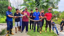 Ular Piton sepanjang 4 Meter berhasil dievakuasi Tim Rescue Damkar Karimun. (Foto: Damkar Karimun untuk KepriHeadline.id )