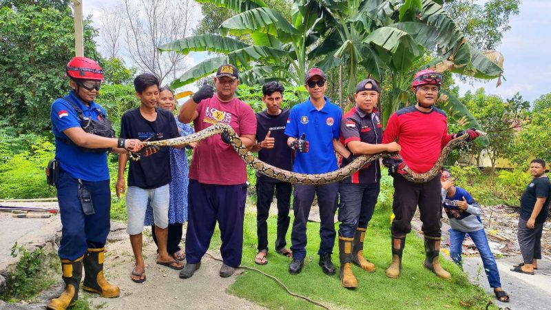 Ular Piton sepanjang 4 Meter berhasil dievakuasi Tim Rescue Damkar Karimun. (Foto: Damkar Karimun untuk KepriHeadline.id )