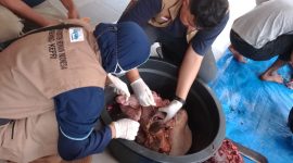 Petugas Kesehatan melakukan pemeriksaan post mortem terhadap daging-daging hewan kurban di Karimun. (Foto: ricky/krpriheadline.id)