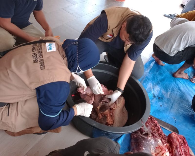 Petugas Kesehatan melakukan pemeriksaan post mortem terhadap daging-daging hewan kurban di Karimun. (Foto: ricky/krpriheadline.id)