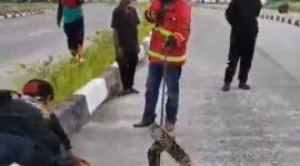 penampakan ular piton sepanjang 6 meter di Coastal Area. (Foto: Tangkapan Layar Video)