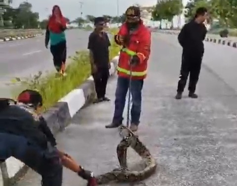 penampakan ular piton sepanjang 6 meter di Coastal Area. (Foto: Tangkapan Layar Video)