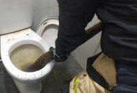 Petugas Damkar evakuasi ular piton sepanjang 4 meter di dalam kloset toilet F1 Foodcoart. (Foto: dokumen)