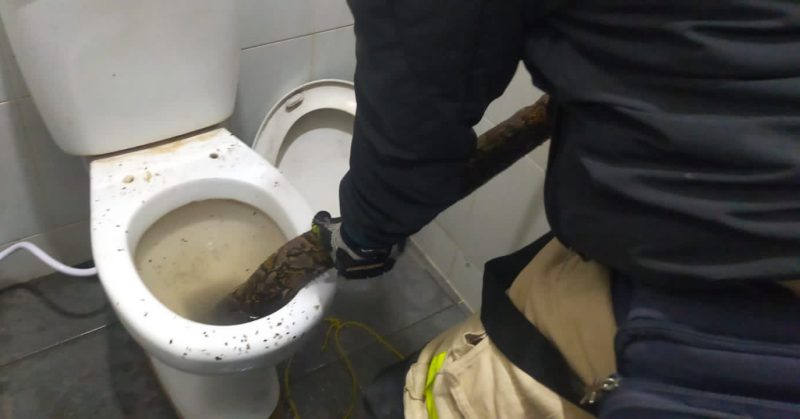 Petugas Damkar evakuasi ular piton sepanjang 4 meter di dalam kloset toilet F1 Foodcoart. (Foto: dokumen)