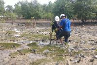 PT Timah melakukan penanaman bibit pohon mangrove di pesisir Pantai Coastal Area. (Foto: istimewa)