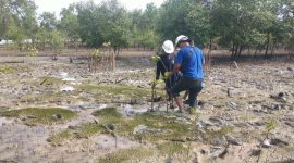 PT Timah melakukan penanaman bibit pohon mangrove di pesisir Pantai Coastal Area. (Foto: istimewa)