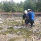 PT Timah melakukan penanaman bibit pohon mangrove di pesisir Pantai Coastal Area. (Foto: istimewa)