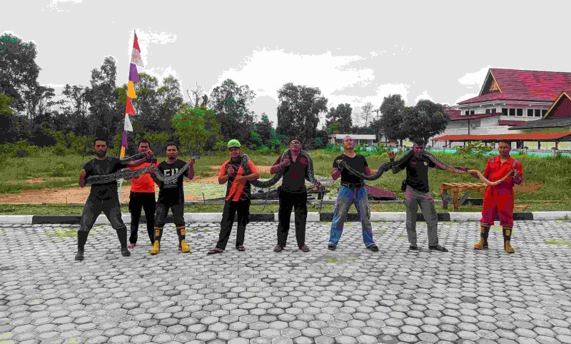 Tiga Ekor Ular Piton Dievakuasi Tim BPBD dan Damkar Karimun di Perumahan Griya Siderejo. (Foto: Dokumen BPBD dan Damkar Karimun)