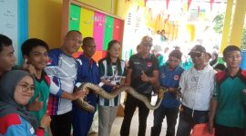 Penampakan Ular Piton sepanjang 2 Meter di SMPN 2 Karimun. 
