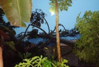 Kondisi salah satu rumah di Kecamatan Buru usai tertimpa pohon saat Hujan Badai dan Angin Kencang melanda wilayah Kabupaten Karimun. (Foto: Istimewa)