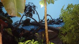 Kondisi salah satu rumah di Kecamatan Buru usai tertimpa pohon saat Hujan Badai dan Angin Kencang melanda wilayah Kabupaten Karimun. (Foto: Istimewa)