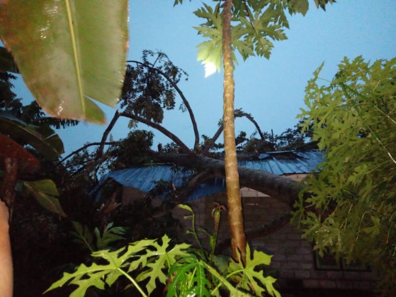 Kondisi salah satu rumah di Kecamatan Buru usai tertimpa pohon saat Hujan Badai dan Angin Kencang melanda wilayah Kabupaten Karimun. (Foto: Istimewa)