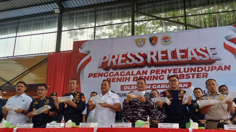 Tim Gabungan Bea Cukai Kepri, Bareskrim Polri, Lantamal IV Batam dan Polda Kepri menunjukkan barang bukti benih bening lobster yang berhasil diamankan pada, Senin, 14 Oktober 2024 lalu. Foto: ricky/kepriheadline.id