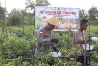 Wakapolres Karimun Kompol Herie Pramono Pimpin Panen Raya dari Lahan Ketahanan Pangan Polsek Meral. Foto: Stiv/Humas Polres Karimun