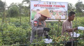 Wakapolres Karimun Kompol Herie Pramono Pimpin Panen Raya dari Lahan Ketahanan Pangan Polsek Meral. Foto: Stiv/Humas Polres Karimun