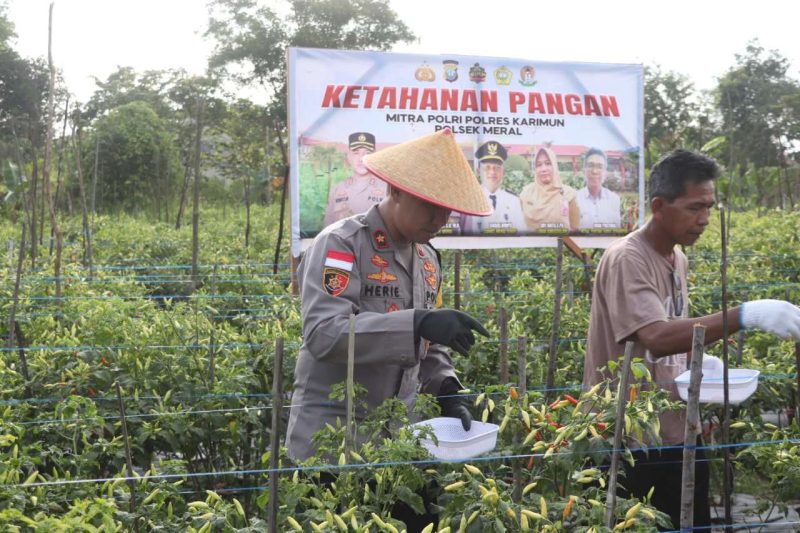 Wakapolres Karimun Kompol Herie Pramono Pimpin Panen Raya dari Lahan Ketahanan Pangan Polsek Meral. Foto: Stiv/Humas Polres Karimun