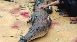 Buaya Muara yang berhasil ditangkap oleh warga Sungai Sebesi. 
