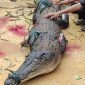Buaya Muara yang berhasil ditangkap oleh warga Sungai Sebesi. 