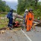 Penampakan seorang pengendara sepeda motor tertimpa pohon tumbang di kawasan Simoang Mutiara. Foto: Warganet/Istimewa