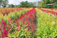 Penampakan Objek Wisata Celosia Reborn. Foto: Istimewa