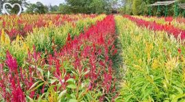 Penampakan Objek Wisata Celosia Reborn. Foto: Istimewa