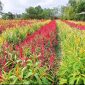 Penampakan Objek Wisata Celosia Reborn. Foto: Istimewa