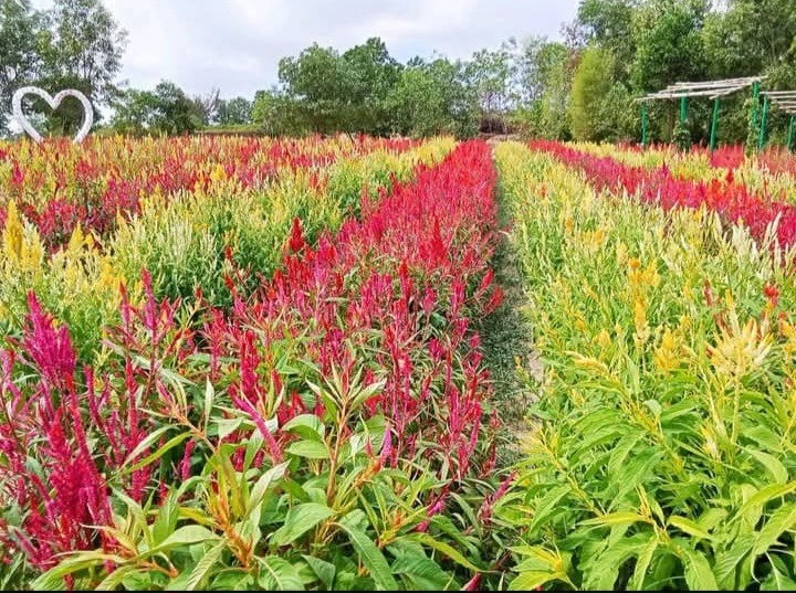 Penampakan Objek Wisata Celosia Reborn. Foto: Istimewa