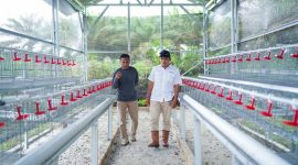 Dukung Ketahanan Pangan, PT Timah Serahkan Bantuan Usaha Budidaya Ayam Petelur di Bangka Barat. Foto: Humas PT Timah