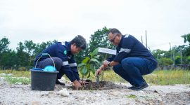 Kolaborasi dengan Pemerintah, PT Timah Tanam 500 Pohon Buah Dalam Rangka Peringatan Bulan K3 Nasional. Foto: KepriHeadline.id