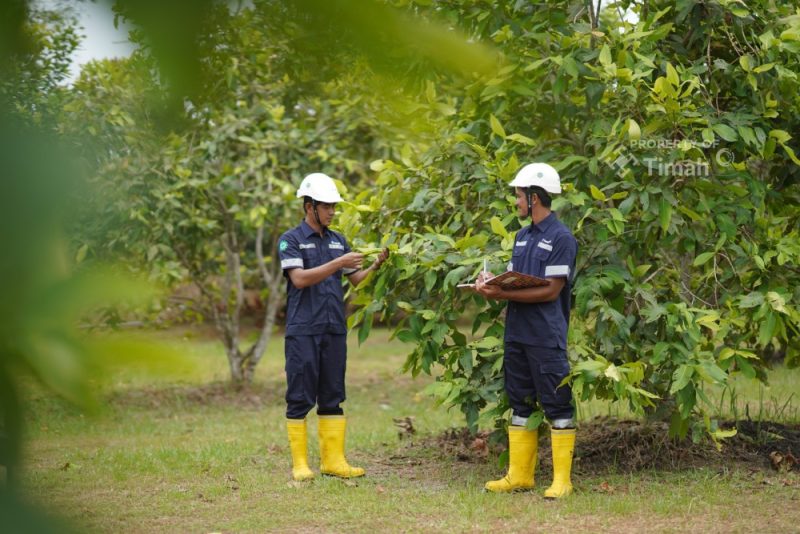 Reklamasi Berkelanjutan, Upaya PT Timah Jaga Ekosistem Pasca Tambang. Foto: Humas PT Timah