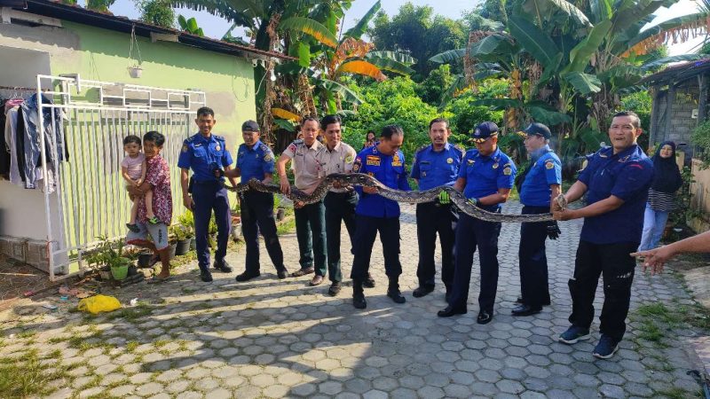Ular Sanca Lima Meter Gegerkan Warga Perumahan Sinar Indah I Karimun. Foto: dokumen BPBD Karimun
