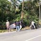 Minibus Tabrak Pohon Kelapa di Karimun, Pengemudi Hilang Tinggalkan Kendaraan. Foto: Istimewa/KepriHeadline.id