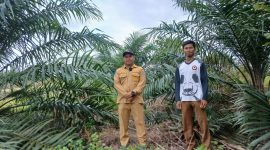 Dorong Kemandirian Ekonomi Desa, PT Timah Gandeng Pemerintah Desa Air Limau Sulap Lahan Bekas Tambang Jadi Kawasan Perkebunan. Foto: Humas PT Timah.

