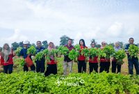 Tidak Hanya Dukung Ketahanan Pangan, Farm Estate Tanjung Ular Ciptakan Kesempatan Kerja Bagi Masyarakat. Foto: Istimewa