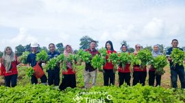 Tidak Hanya Dukung Ketahanan Pangan, Farm Estate Tanjung Ular Ciptakan Kesempatan Kerja Bagi Masyarakat. Foto: Istimewa