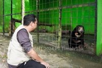 Tambang Timah Ilegal Merajalela di Bangka Belitung, Ancam Ekosistem Satwa Endemik. Foto: Humas PT Timah