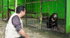 Tambang Timah Ilegal Merajalela di Bangka Belitung, Ancam Ekosistem Satwa Endemik. Foto: Humas PT Timah