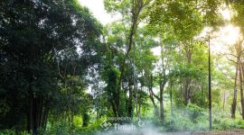 Konservasi Hutan Kehati, Langkah Nyata PT Timah Menuju Keberlanjutan. FOTO: Corporate Communication PT Timah Tbk