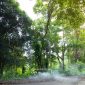 Konservasi Hutan Kehati, Langkah Nyata PT Timah Menuju Keberlanjutan. FOTO: Corporate Communication PT Timah Tbk