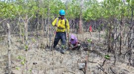 Kolaborasi Jaga Ekosistem Pesisir Bersama Masyarakat, PT Timah Tbk Tanam 12 Ribu Bibit Mangrove di Kundur. Foto: Humas PT Timah.